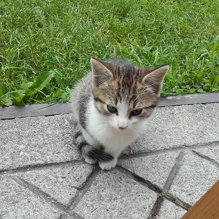 アパート Neudegghof エーベン・イム・ポンガウ