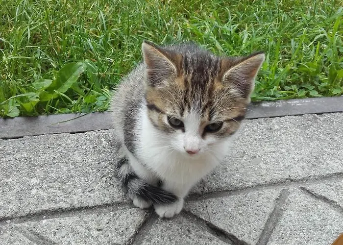 Апартаменты Neudegghof Эбен (Понгау)